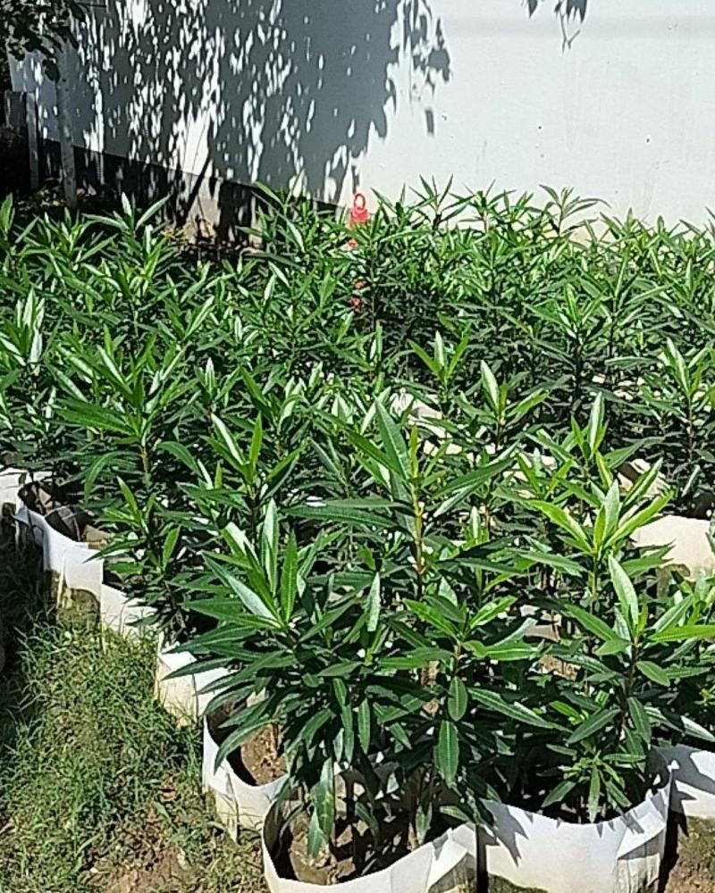 盆栽夹竹桃（乔灌木观赏苗木盆栽夹竹桃）