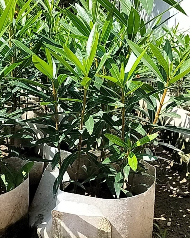 盆栽夹竹桃（乔灌木观赏苗木盆栽夹竹桃）