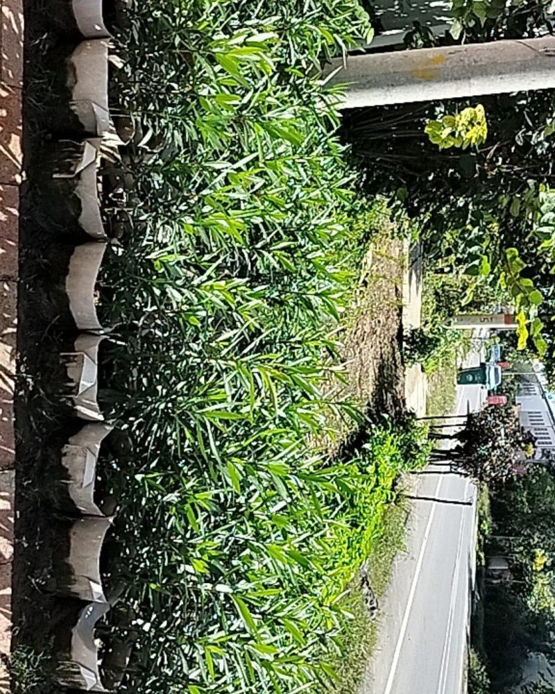 盆栽夹竹桃（乔灌木观赏苗木盆栽夹竹桃）