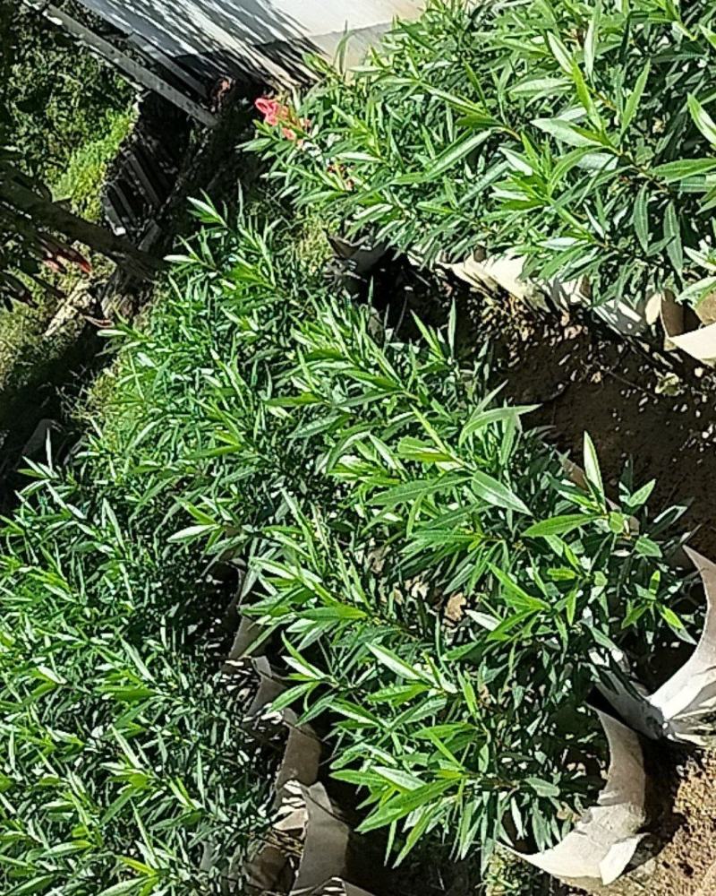 盆栽夹竹桃（乔灌木观赏苗木盆栽夹竹桃）