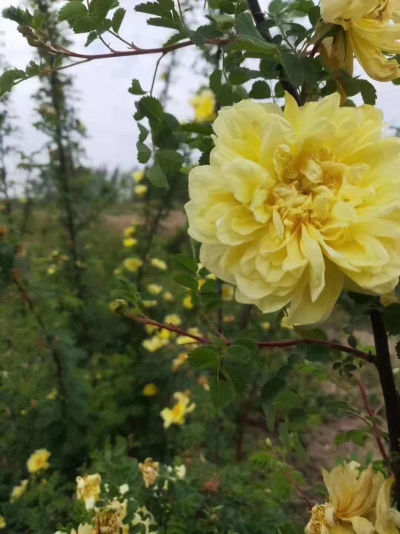 辽宁黄刺玫重瓣黄刺玫规格齐全量大优惠