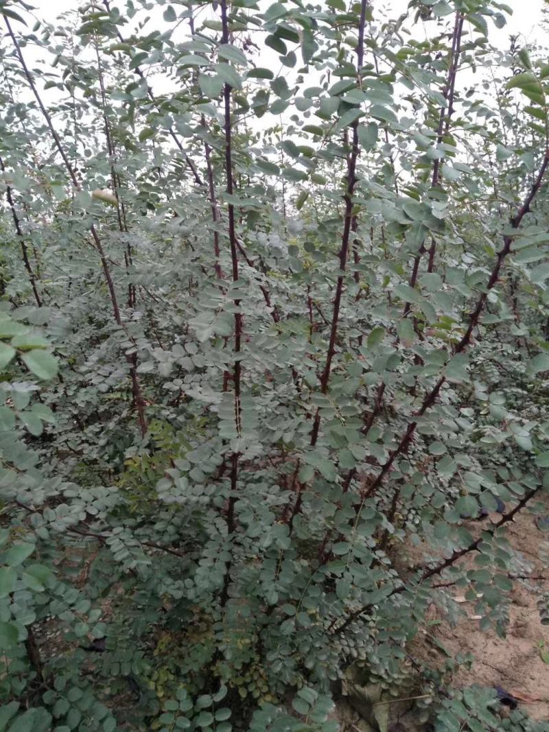 辽宁黄刺玫重瓣黄刺玫规格齐全量大优惠