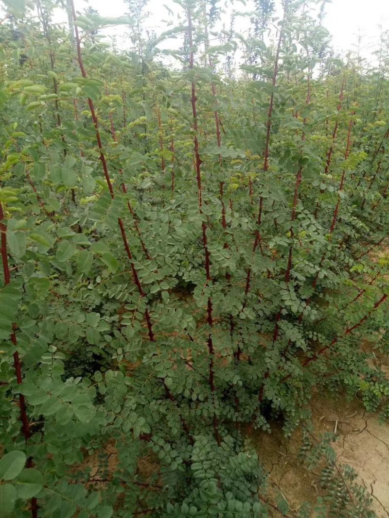 辽宁黄刺玫重瓣黄刺玫规格齐全量大优惠