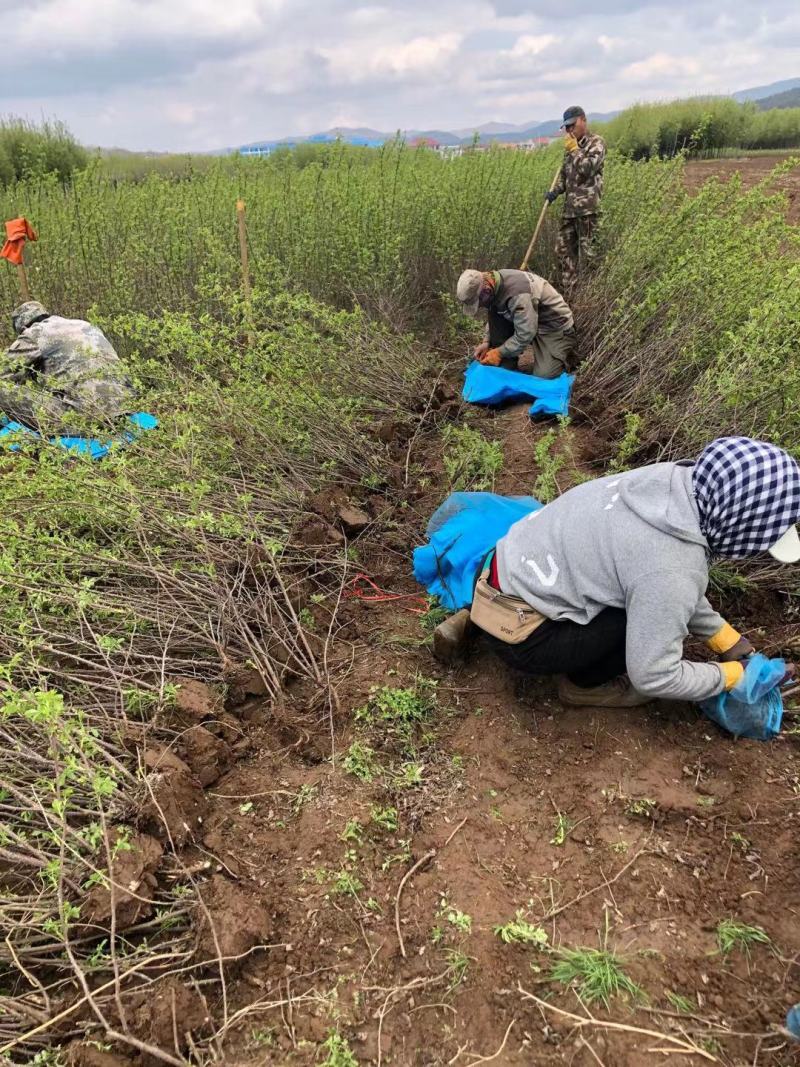 辽宁黄刺玫重瓣黄刺玫规格齐全量大优惠