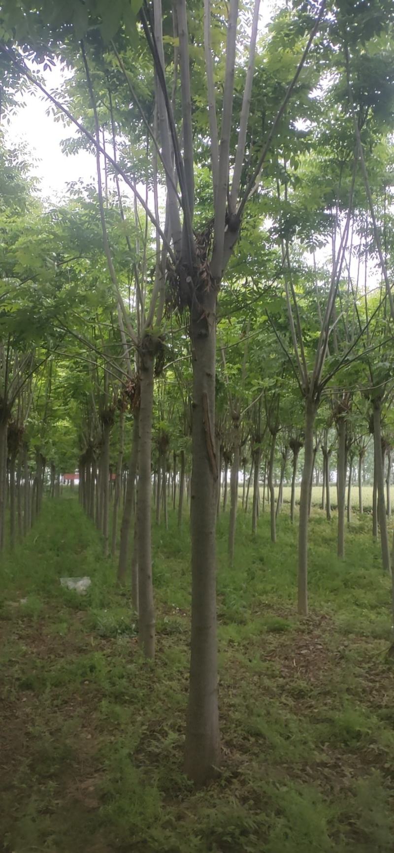 精品栾树杆直冒圆5到20公分
