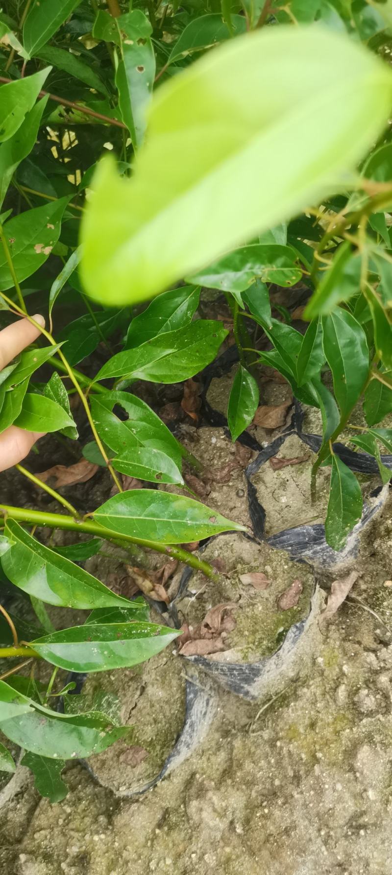香樟杯苗，大量供应香樟杯苗，苗圃直供，走量批发