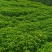 香樟杯苗，大量供应香樟杯苗，苗圃直供，走量批发