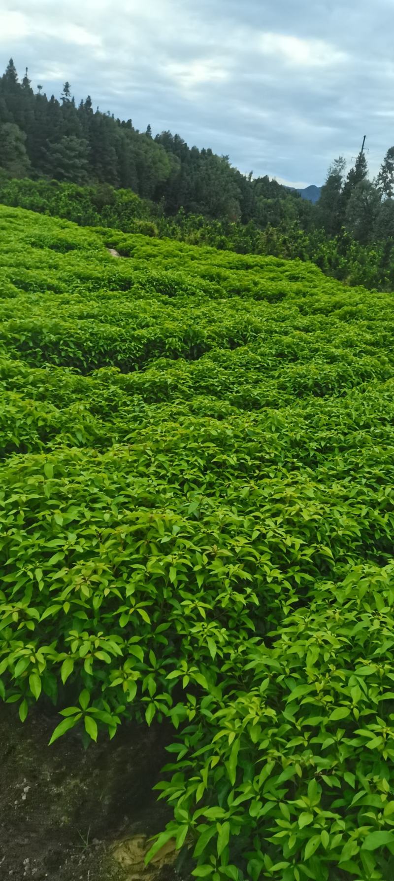 香樟杯苗，大量供应香樟杯苗，苗圃直供，走量批发