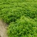 香樟杯苗，大量供应香樟杯苗，苗圃直供，走量批发