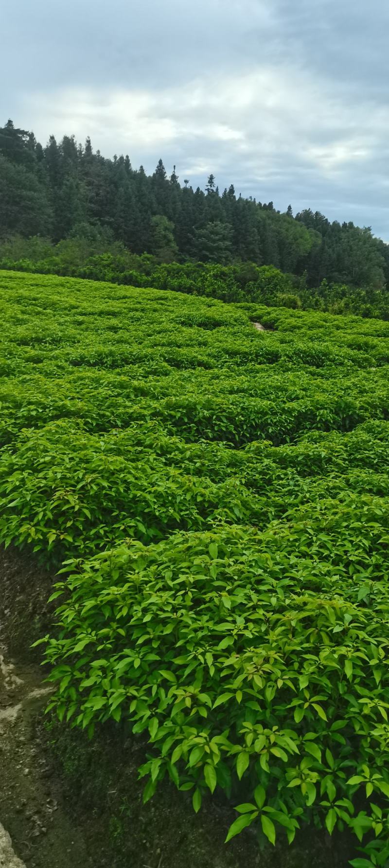 香樟杯苗，大量供应香樟杯苗，苗圃直供，走量批发