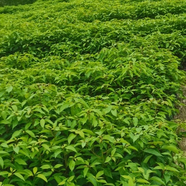 香樟杯苗，大量供应香樟杯苗，苗圃直供，走量批发