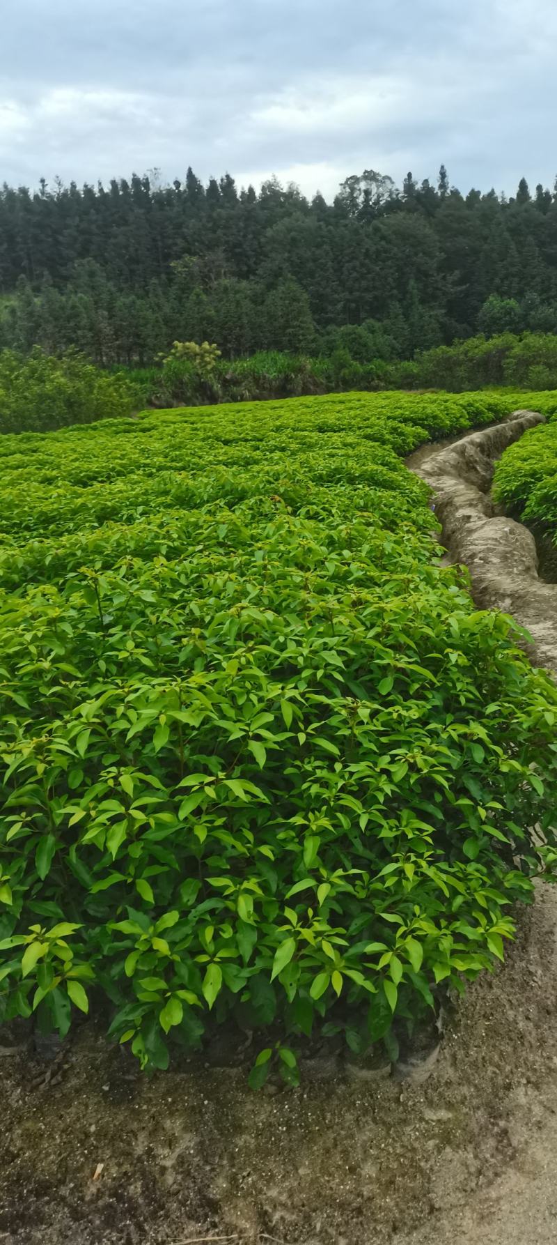 香樟杯苗，大量供应香樟杯苗，苗圃直供，走量批发