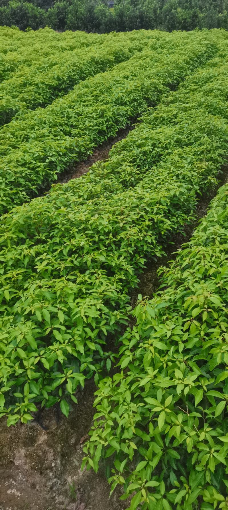 香樟杯苗，大量供应香樟杯苗，苗圃直供，走量批发