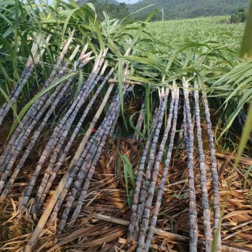 广东省黑皮果蔗甜度好欢迎大家来关注