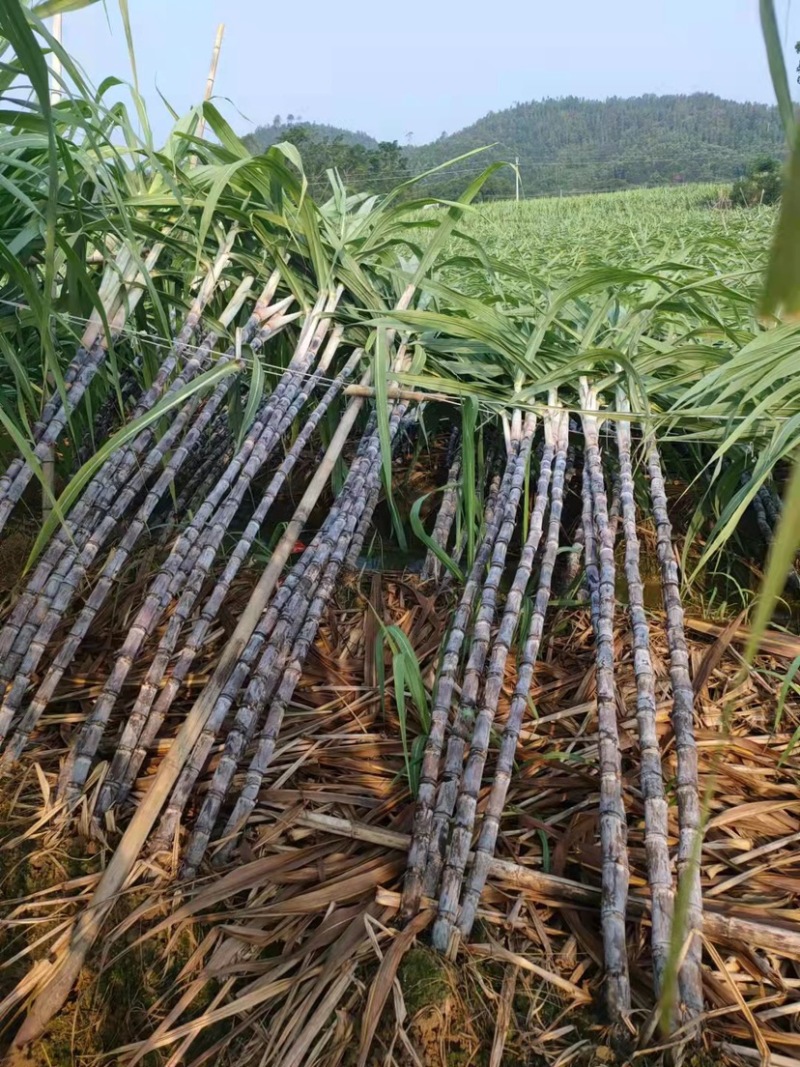 广东省黑皮果蔗甜度好欢迎大家来关注
