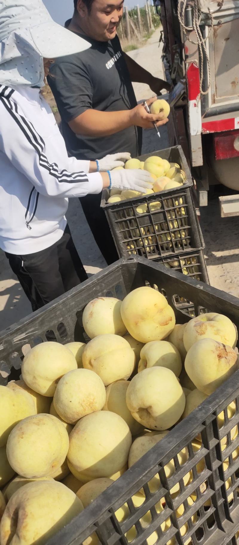 灌淘厂用的桃