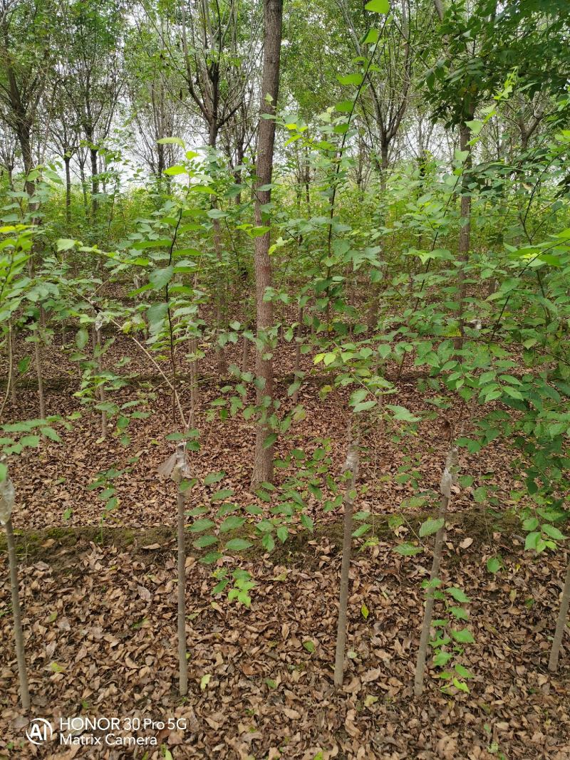 河北2公分矮接金叶榆河北8公分老式白蜡河北3公分榆树