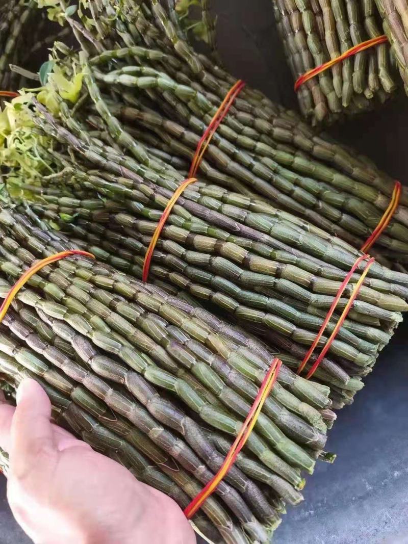 铁皮石斛鲜条新货，现减现发，特别新鲜，好品质值得信赖