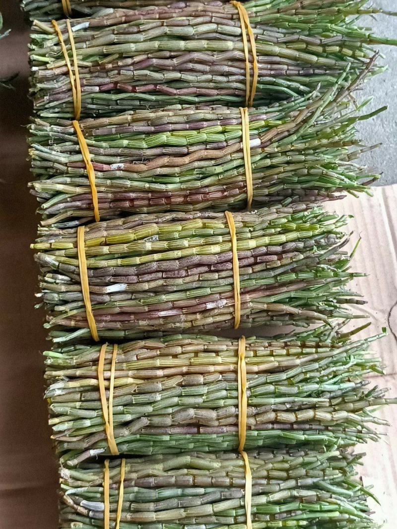 铁皮石斛鲜条新货，现减现发，特别新鲜，好品质值得信赖