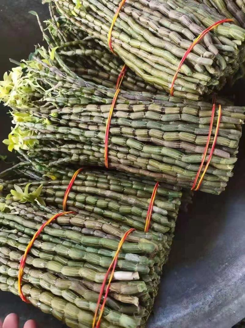 铁皮石斛鲜条新货，现减现发，特别新鲜，好品质值得信赖