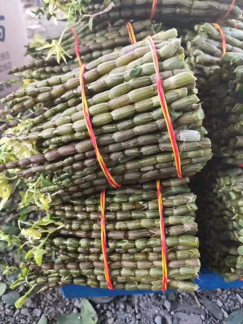 铁皮石斛鲜条新货，现减现发，特别新鲜，好品质值得信赖