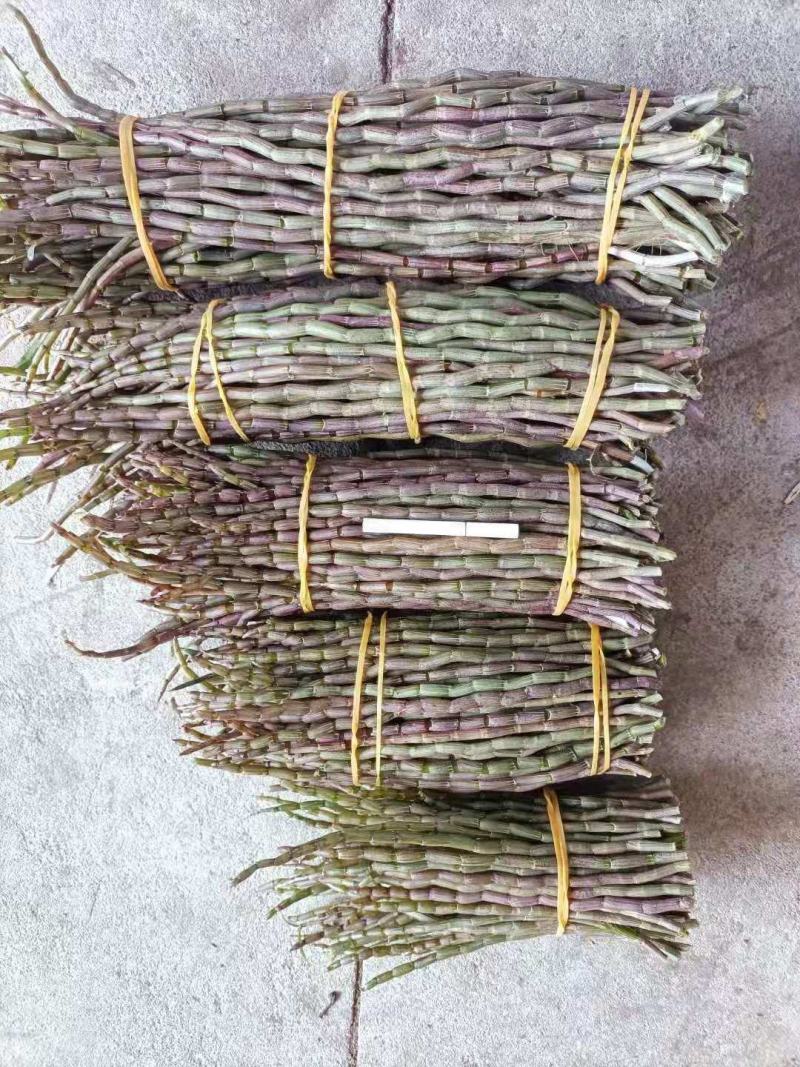 铁皮石斛鲜条新货，现减现发，特别新鲜，好品质值得信赖