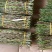 铁皮石斛鲜条新货，现减现发，特别新鲜，好品质值得信赖