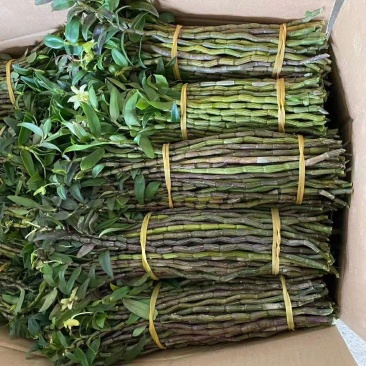 铁皮石斛鲜条新货，现减现发，特别新鲜，好品质值得信赖