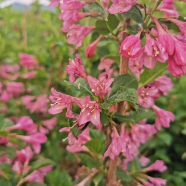 粉花锦带四季锦带红王子锦带锦带花辽宁苗圃