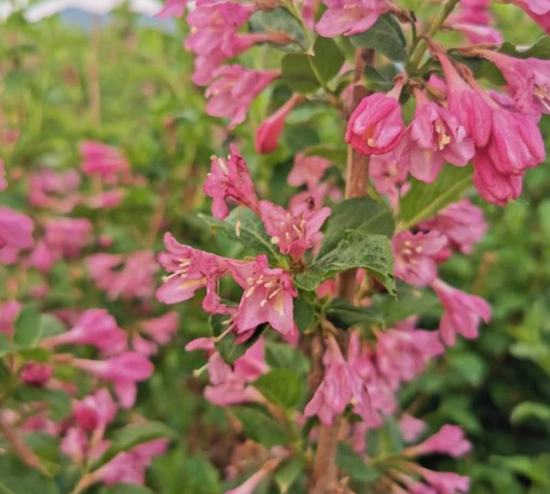 粉花锦带四季锦带红王子锦带锦带花辽宁苗圃