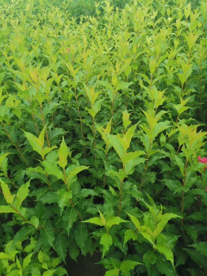 粉花锦带四季锦带红王子锦带锦带花辽宁苗圃