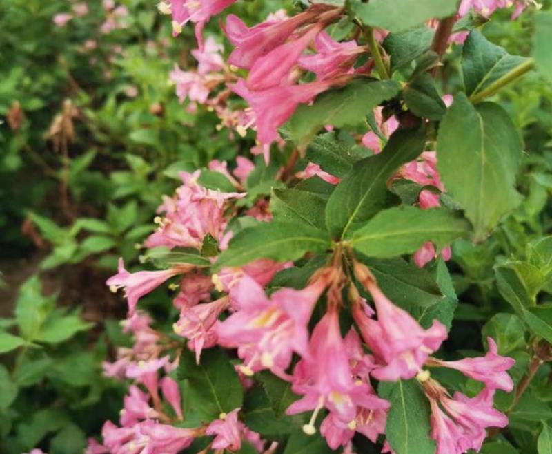 粉花锦带四季锦带红王子锦带锦带花辽宁苗圃