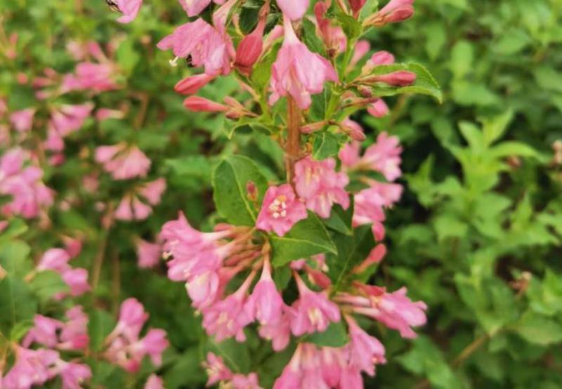 粉花锦带四季锦带红王子锦带锦带花辽宁苗圃