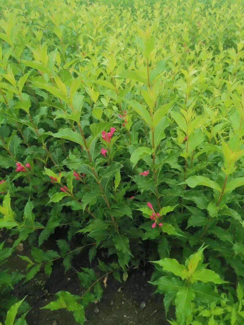 粉花锦带四季锦带红王子锦带锦带花辽宁苗圃