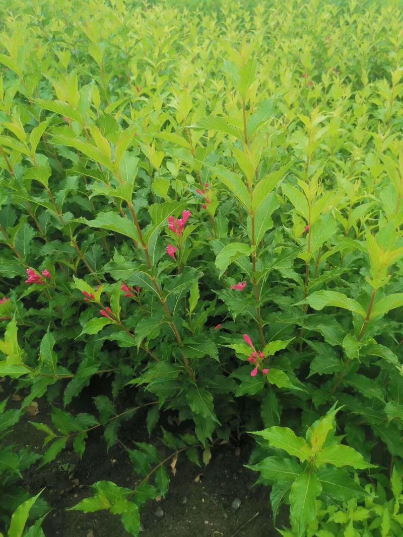粉花锦带四季锦带红王子锦带锦带花辽宁苗圃