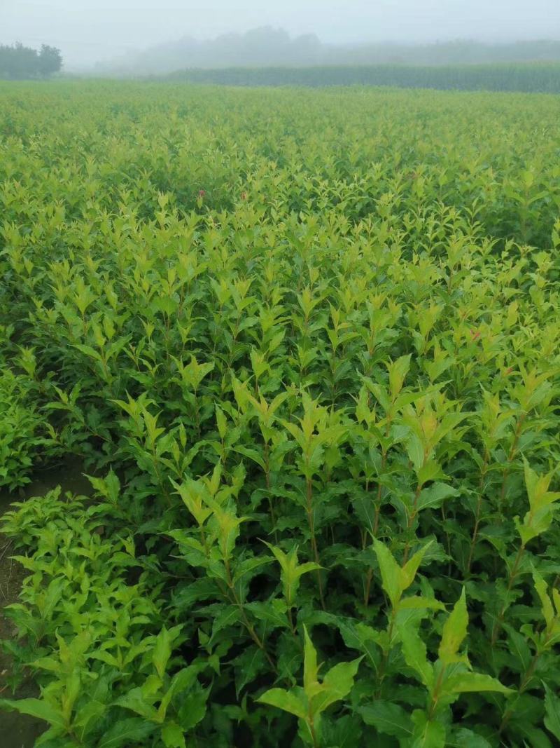 粉花锦带四季锦带红王子锦带锦带花辽宁苗圃