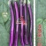 紫红线茄子种子中熟茄子茄果细长条油亮长茄种子四川龙盛