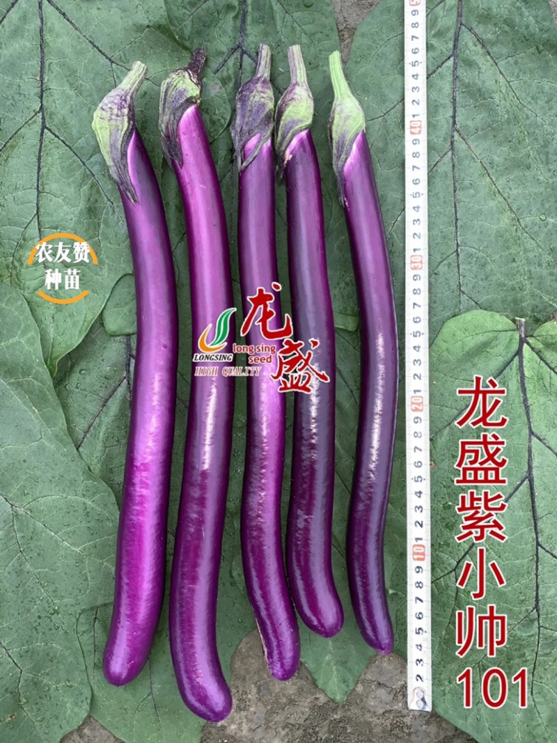 紫红线茄子种子中熟茄子茄果细长条油亮长茄种子四川龙盛