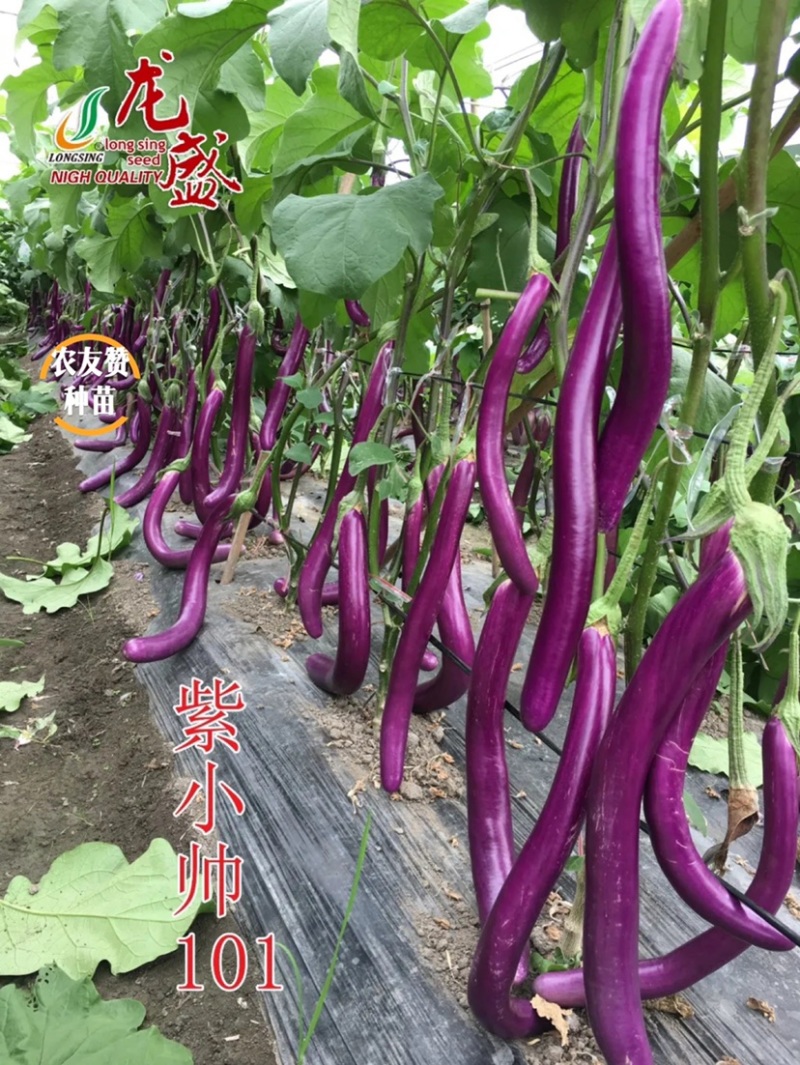 紫红线茄子种子中熟茄子茄果细长条油亮长茄种子四川龙盛