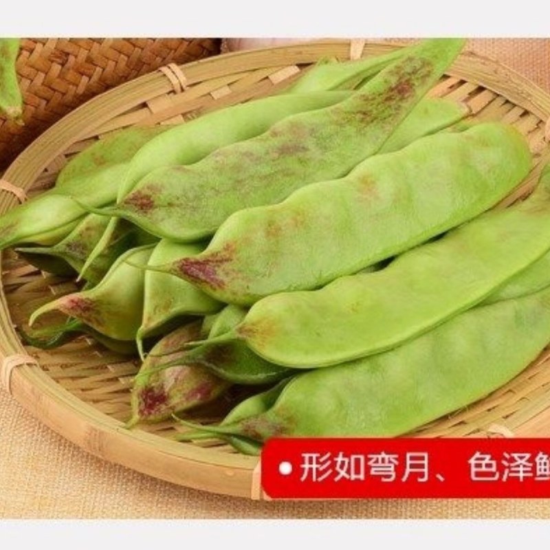 东北将军一点红油豆！油豆角大量现货欢迎骚扰！支持全国一件