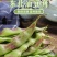东北将军一点红油豆！油豆角大量现货欢迎骚扰！支持全国一件