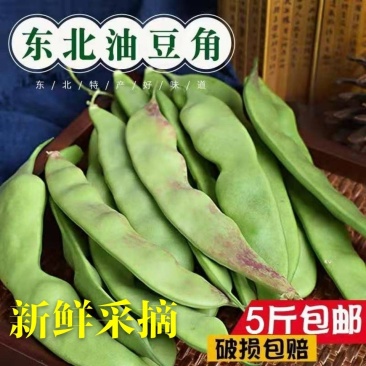 东北将军一点红油豆！油豆角大量现货欢迎骚扰！支持全国一件