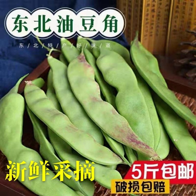 东北将军一点红油豆！油豆角大量现货欢迎骚扰！支持全国一件