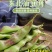 东北将军一点红油豆！油豆角大量现货欢迎骚扰！支持全国一件
