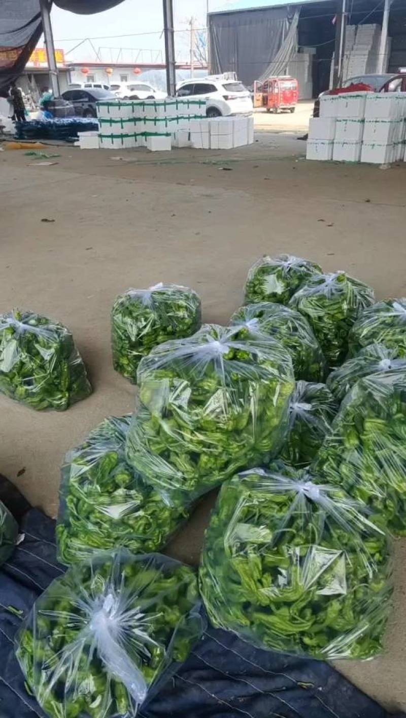301辣椒薄皮货源充足货源新鲜产地直发一手货源