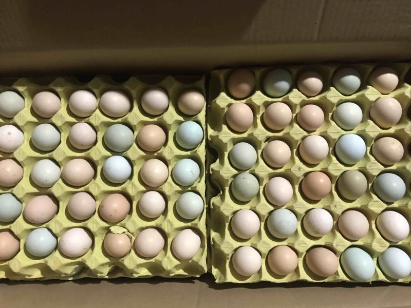 散养土鸡种蛋，苏禽品种，孵化专用蛋，420枚装