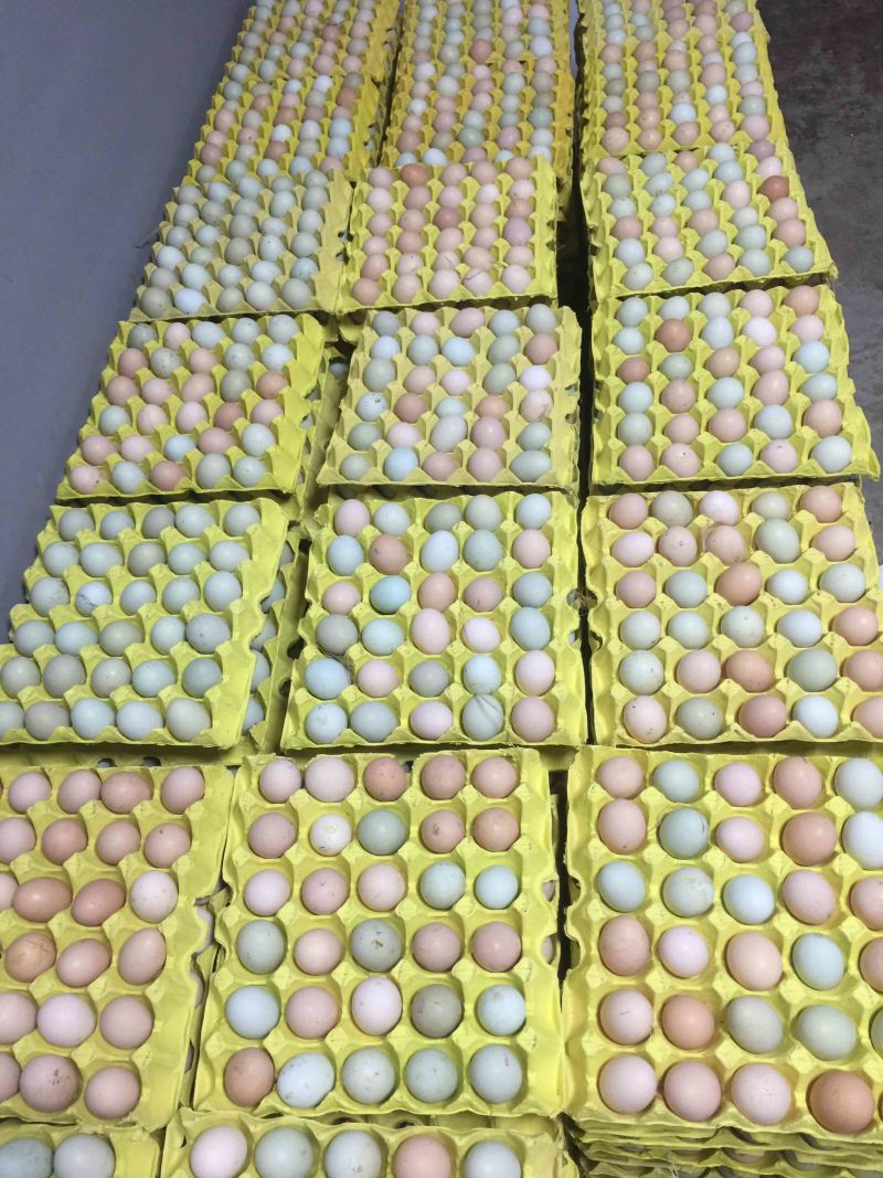 散养土鸡种蛋，苏禽品种，孵化专用蛋，420枚装