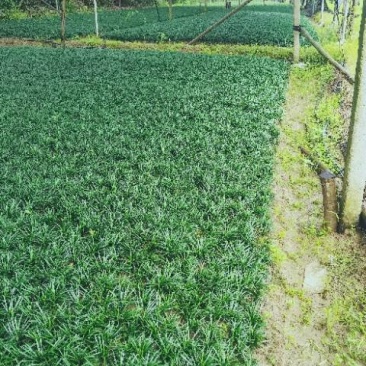湖南优质8～10cm玉龙草：沙土种植欢迎老板前来咨询