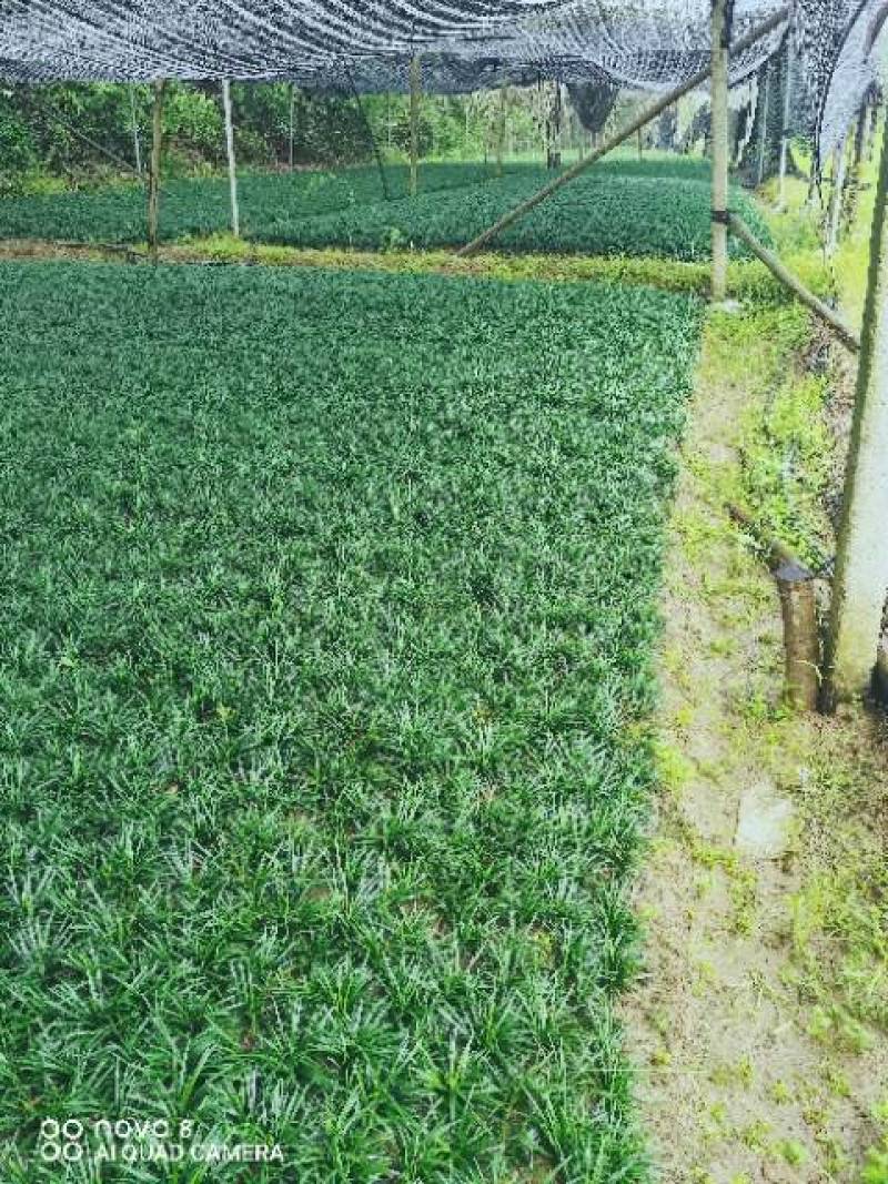 湖南优质8～10cm玉龙草：沙土种植欢迎老板前来咨询