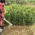 四川成都皇帝柑苗（贡柑苗）皇帝柑苗种苗保湿发货